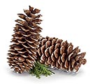 FROSTED SUGAR PINE CONES