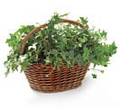 CASE- WILLOW BASKETS