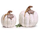 WHITE DISTRESSED MESSAGE TAG PUMPKINS