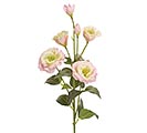 PINK AND WHITE ROSE STEM