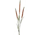 FLORAL FOXTAIL BRANCH