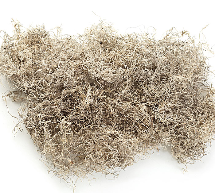 Fresh Spanish Moss for Crafts, displays, Costumes, and Floral Arrangements  … (5lb)
