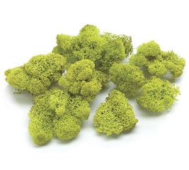 FLORAL REINDEER MOSS