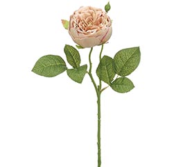 SILK GARDEN ENGLISH ROSE TOFFEE